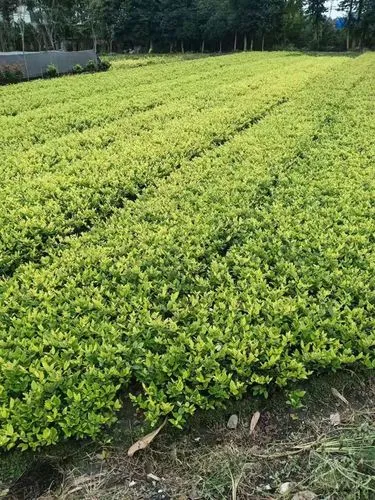 西安足球场草坪绿化工程