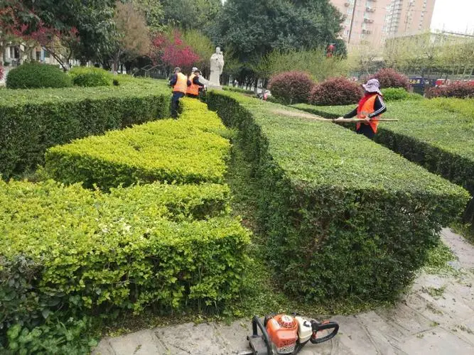 扬中城市绿化带植物叫什么